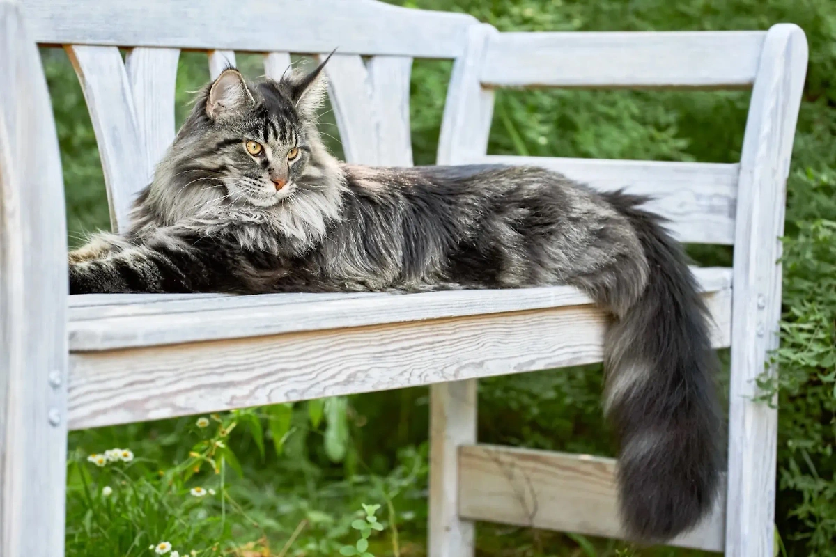 Представители "большой" породы кошек мейн-кун умирают в течение 9–13 лет от одной из пяти тяжелейших болезней. Фото © Shutterstock / FOTODOM / Konstantin Zaykov