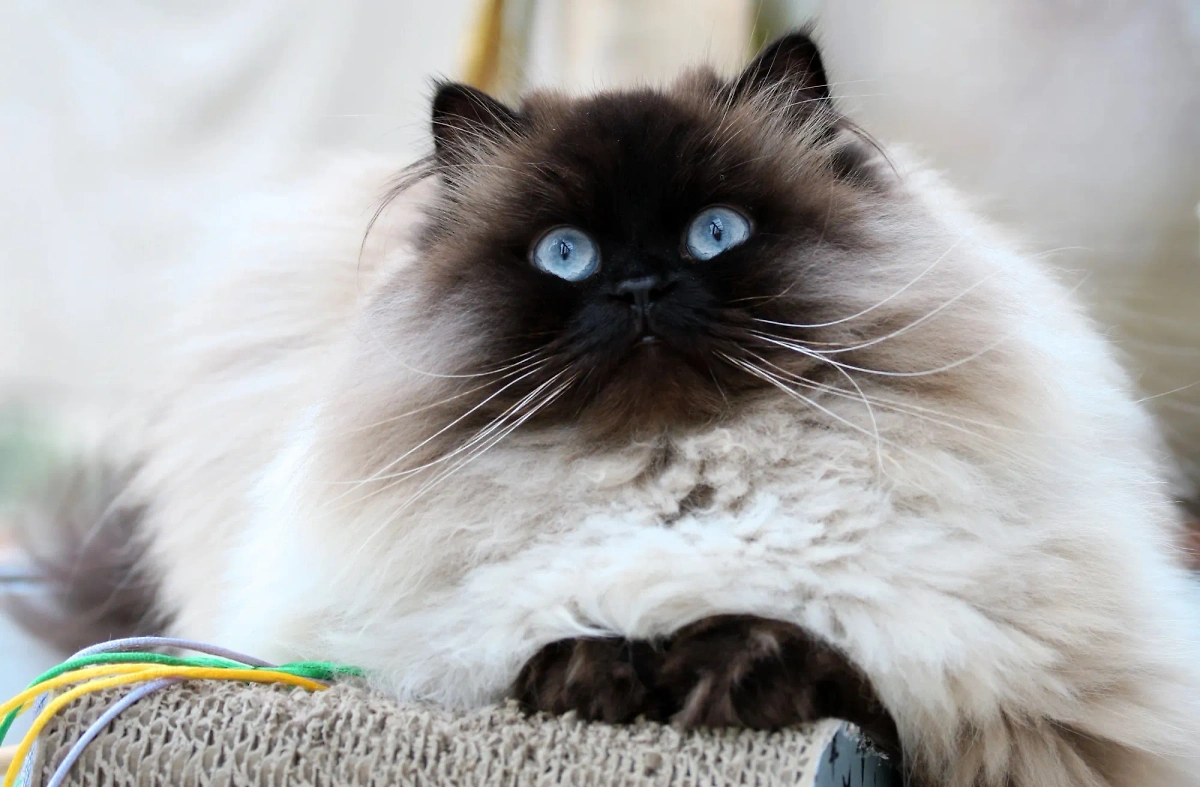 Представители гималайской породы кошек умирают из-за проблем с глазами и неправильного прикуса. Фото © Shutterstock / FOTODOM / Cindy Ching