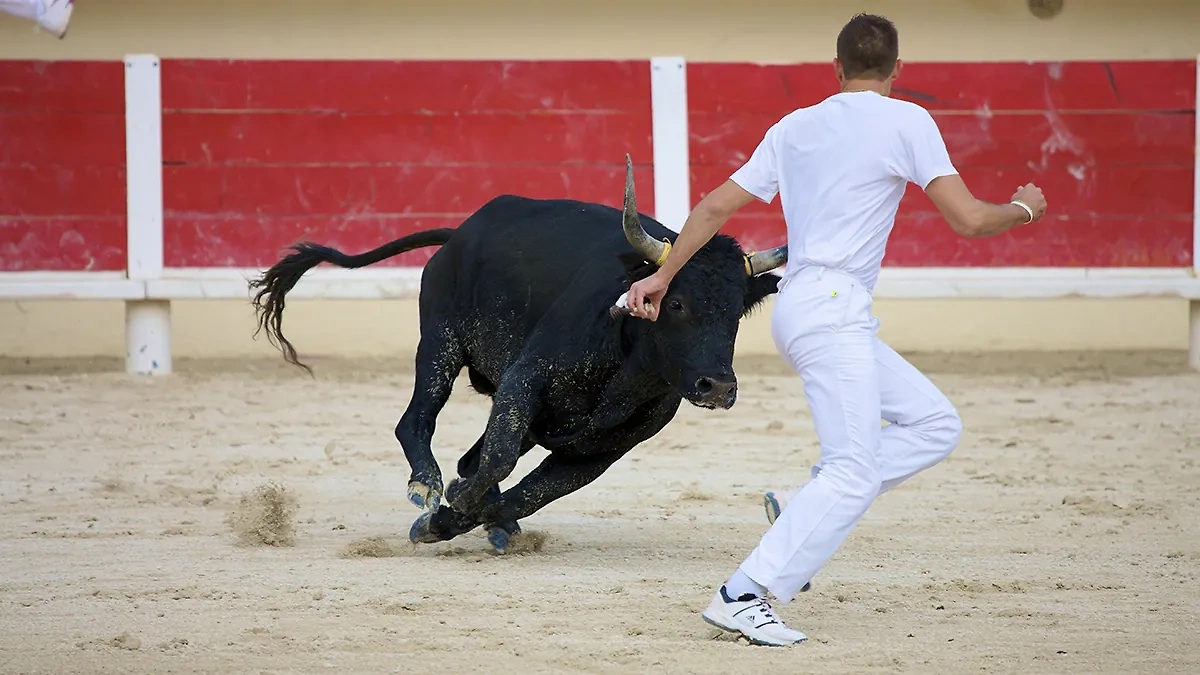 К чему снится бык, который нападает? К чему снится убегать от быка? Фото © Shutterstock / FOTODOM