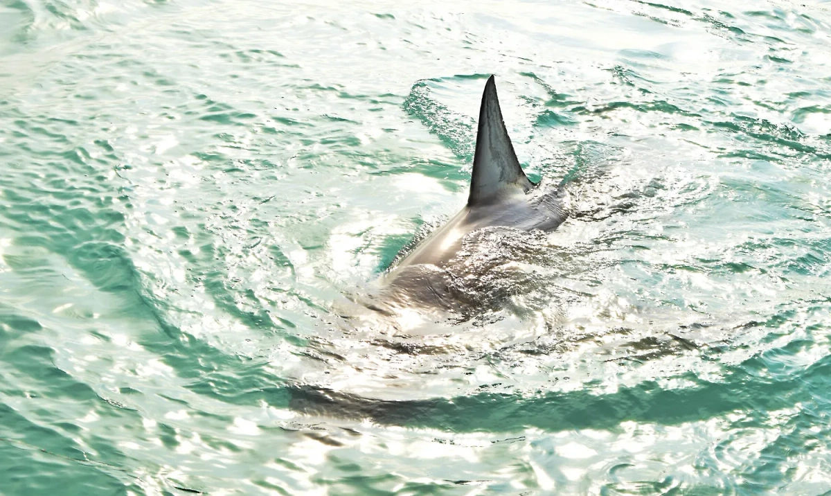 К чему снится акула и как можно толковать сон с акулой. Фото © Freepik / wirestock 