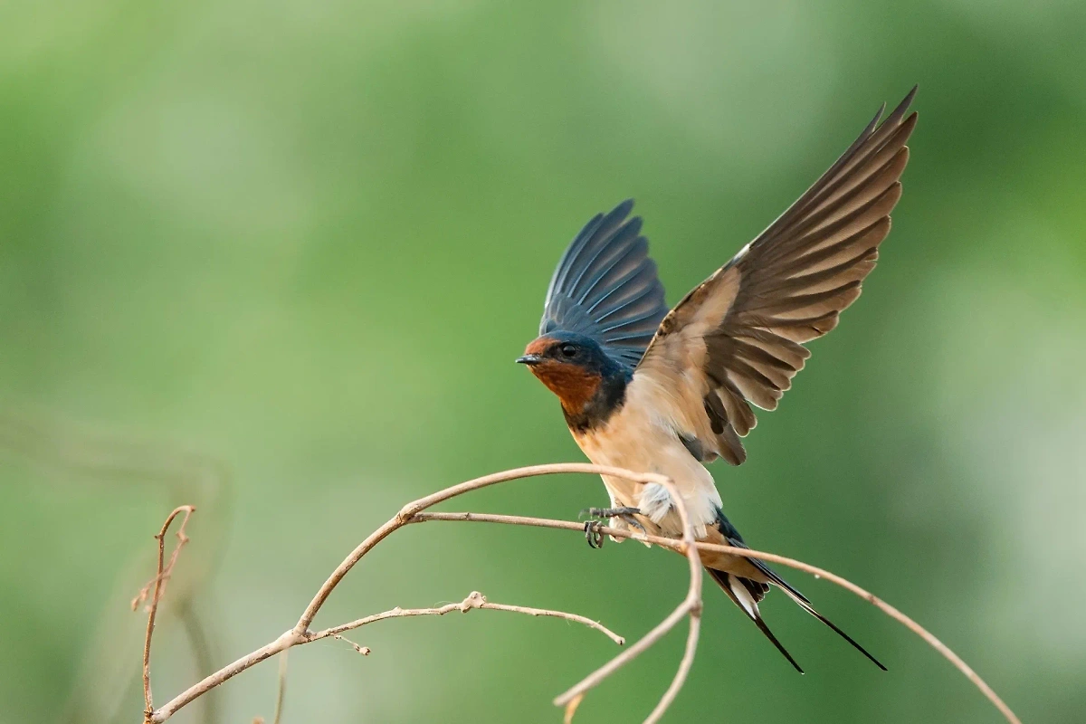Всемирный день перелётных птиц отмечается ежегодно во вторую субботу мая. Фото © Shutterstock / FOTODOM