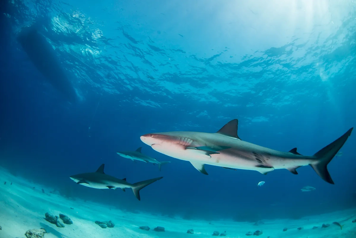К чему снится большая или маленькая акула. Фото © Shutterstock / FOTODOM