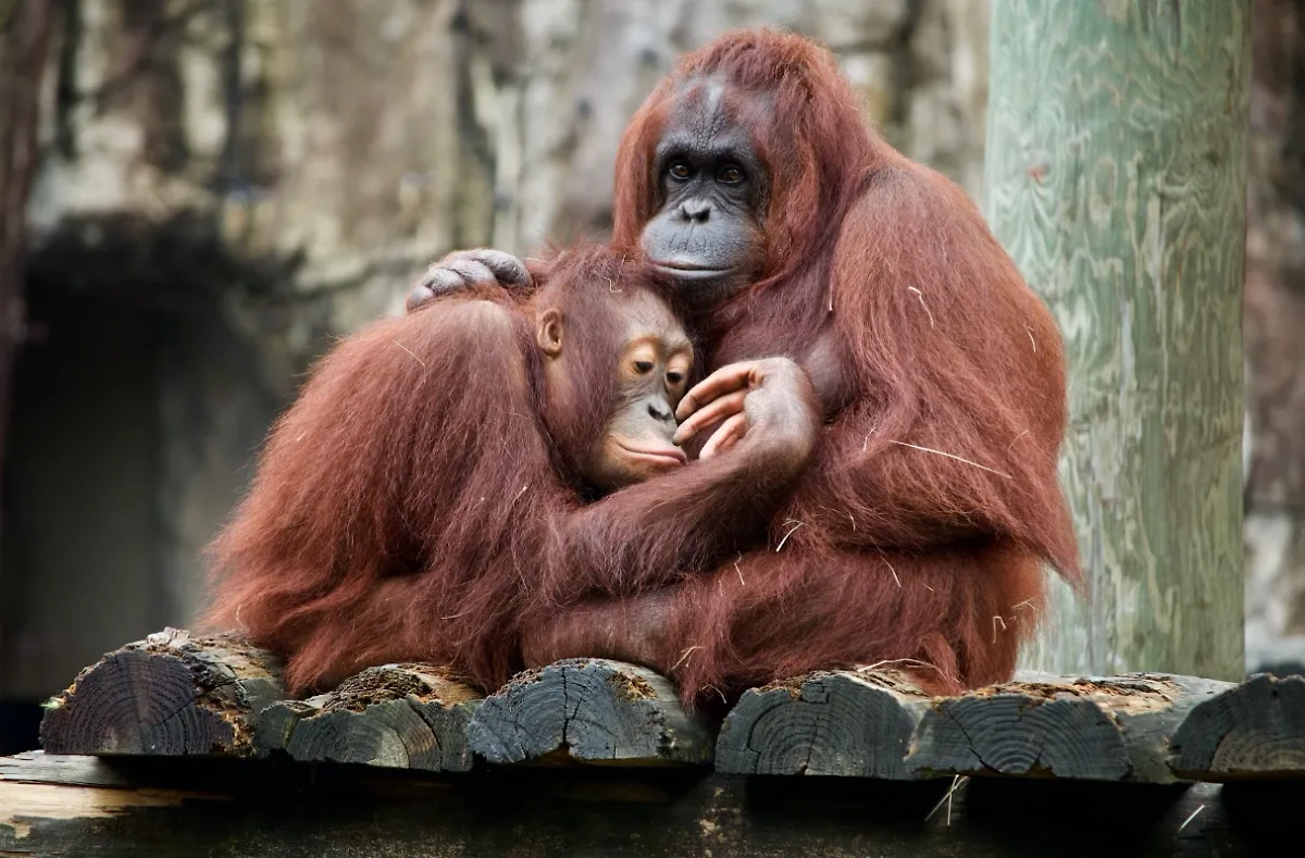 Малайзия запустит орангутан-дипломатию в странах – импортёрах пальмового масла. Обложка © Unsplash / Dan Dennis