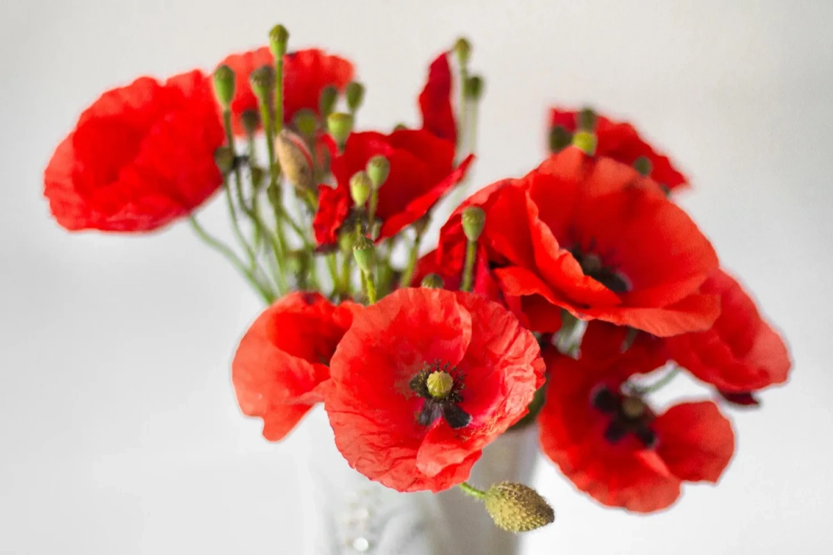 Не дарите женщинам такие цветы, как маки. Они могут привести к расставанию. Фото © Shutterstock / FOTODOM