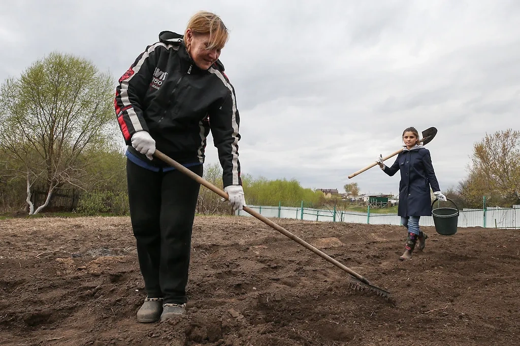 На майских праздниках дачникам предстоит завершить самое главное и ответственное дело — посадить картошку. Фото © ТАСС / Егор Алеев