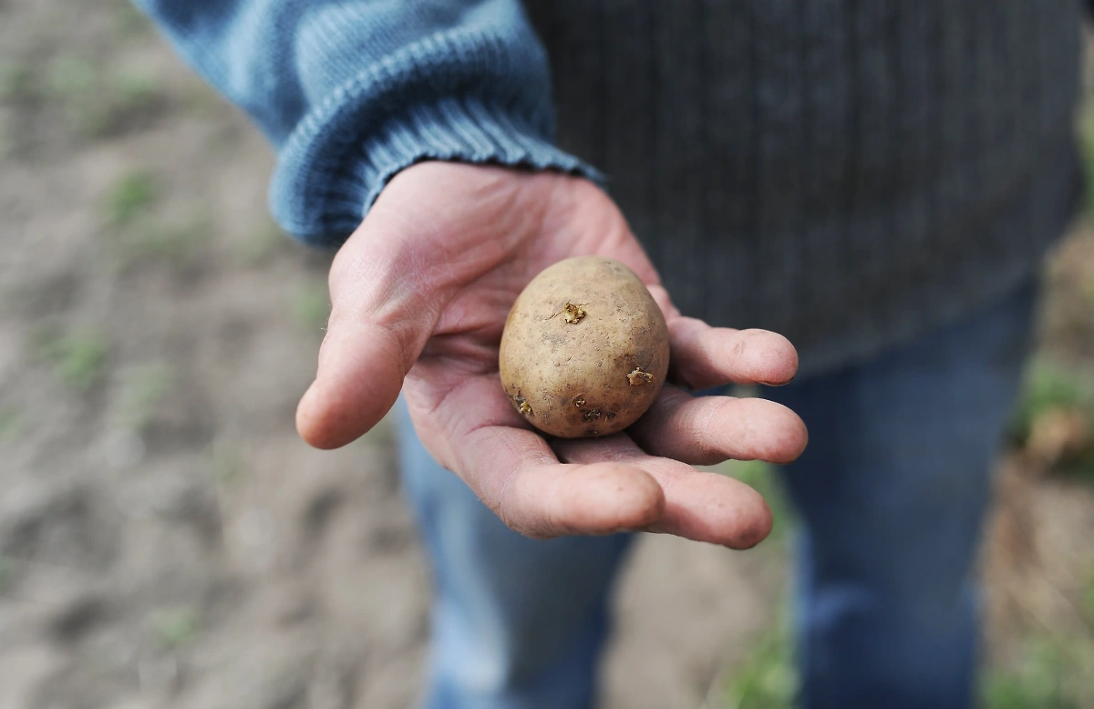 Не все сорта картофеля подойдут для высадки в мае. Фото © Shutterstock / FOTODOM 