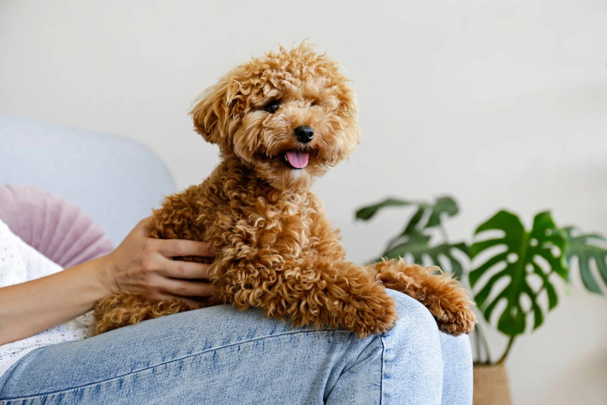 5 преданных пород собак: пудель. Фото © Shutterstock / FOTODOM / evrymmnt