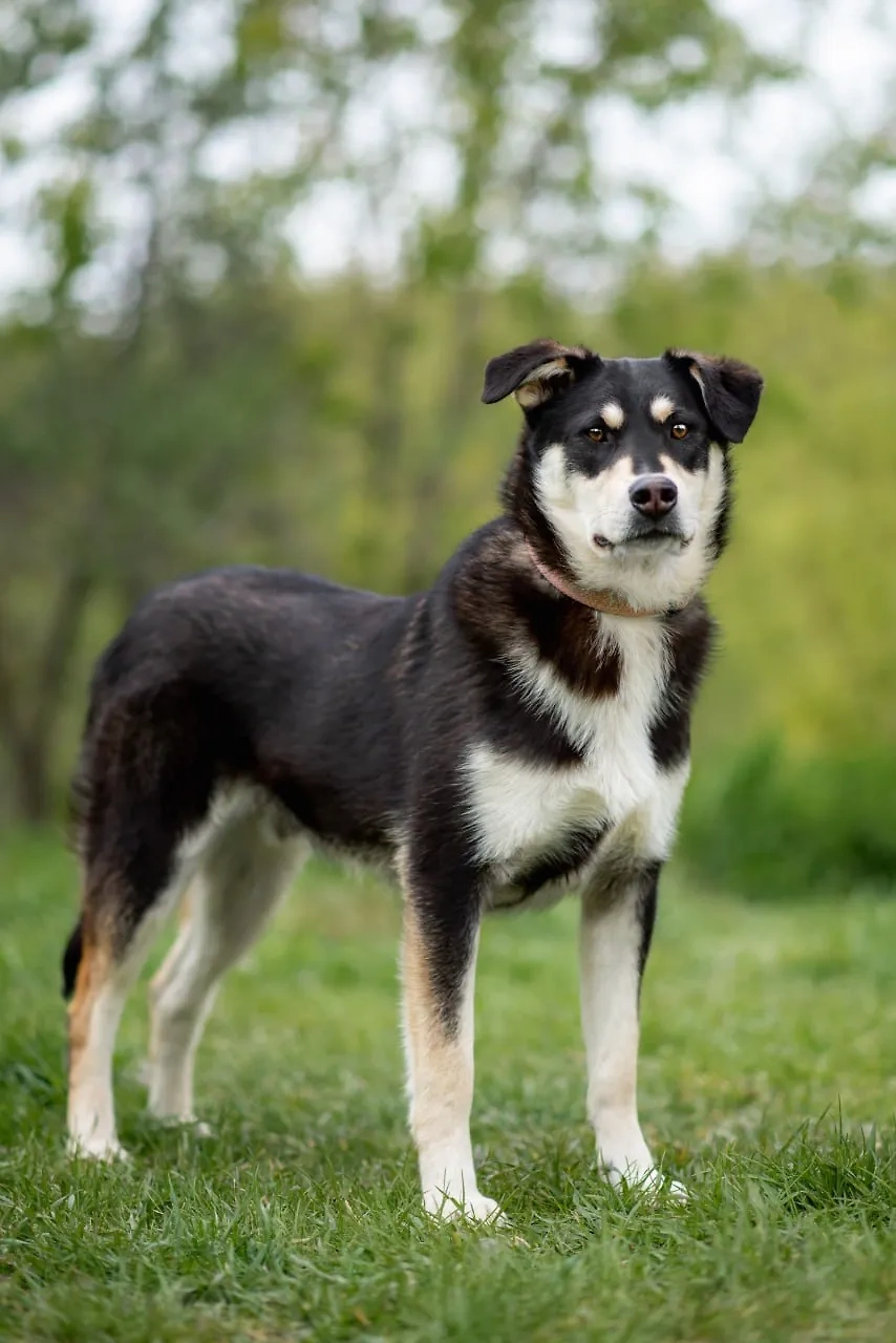 Один из четвероногих питомцев приюта GetDog. Обложка © GetDog / Мария Рассказова