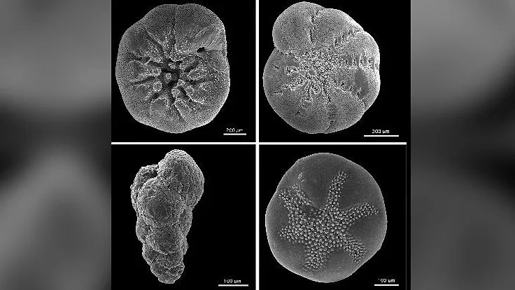 Раковинное одноклеточное фораминифера под микроскопом. Фото © Wikipedia 