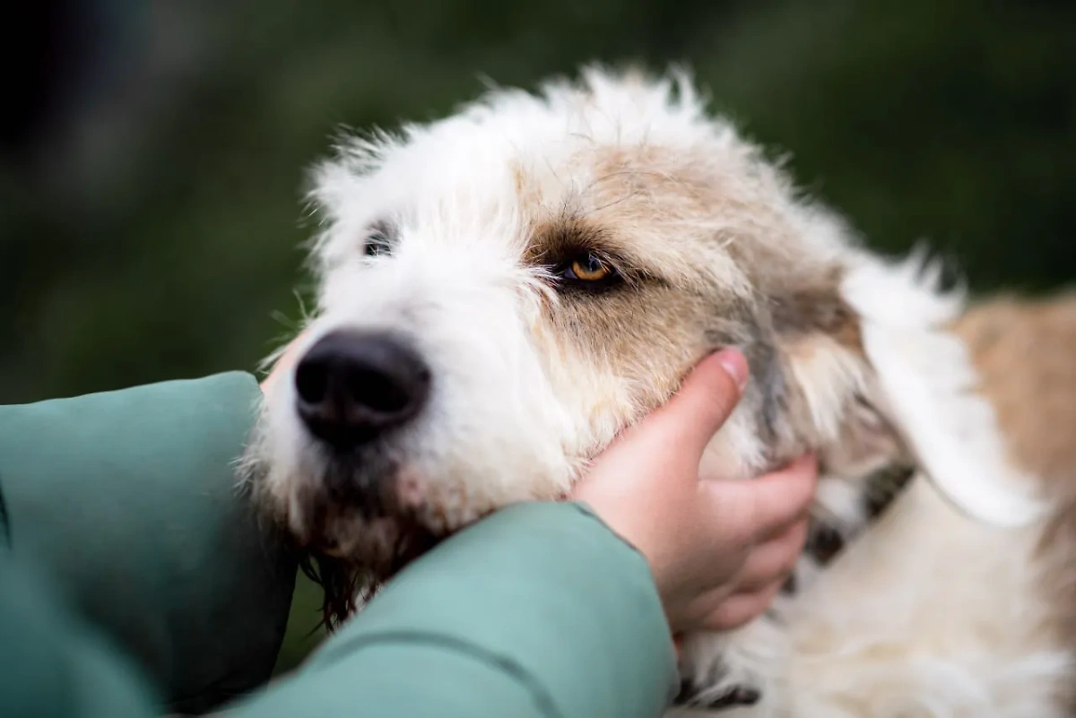 Один из четвероногих питомцев приюта GetDog. Обложка © GetDog / Мария Рассказова