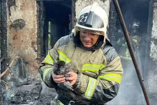 Пожарный спасает шиншиллу из обгоревшего дома. Фото © Telegram / МЧС России 