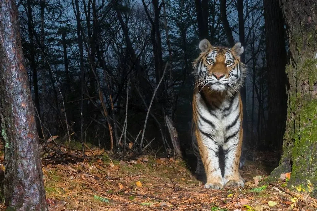 Амурский (Уссурийский) тигр. Фото © Центр "Амурский тигр"