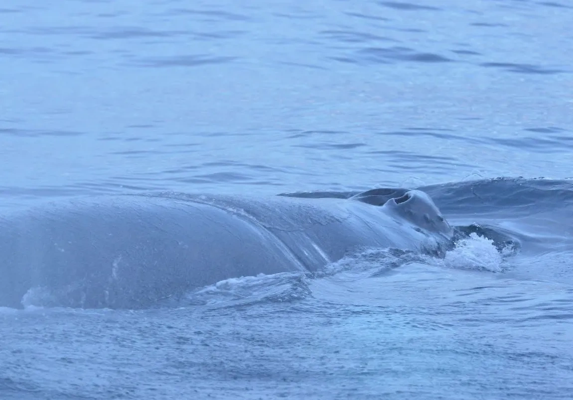 В Териберке спасли кита от сетей. Обложка © Telegram / Светлана Радионова