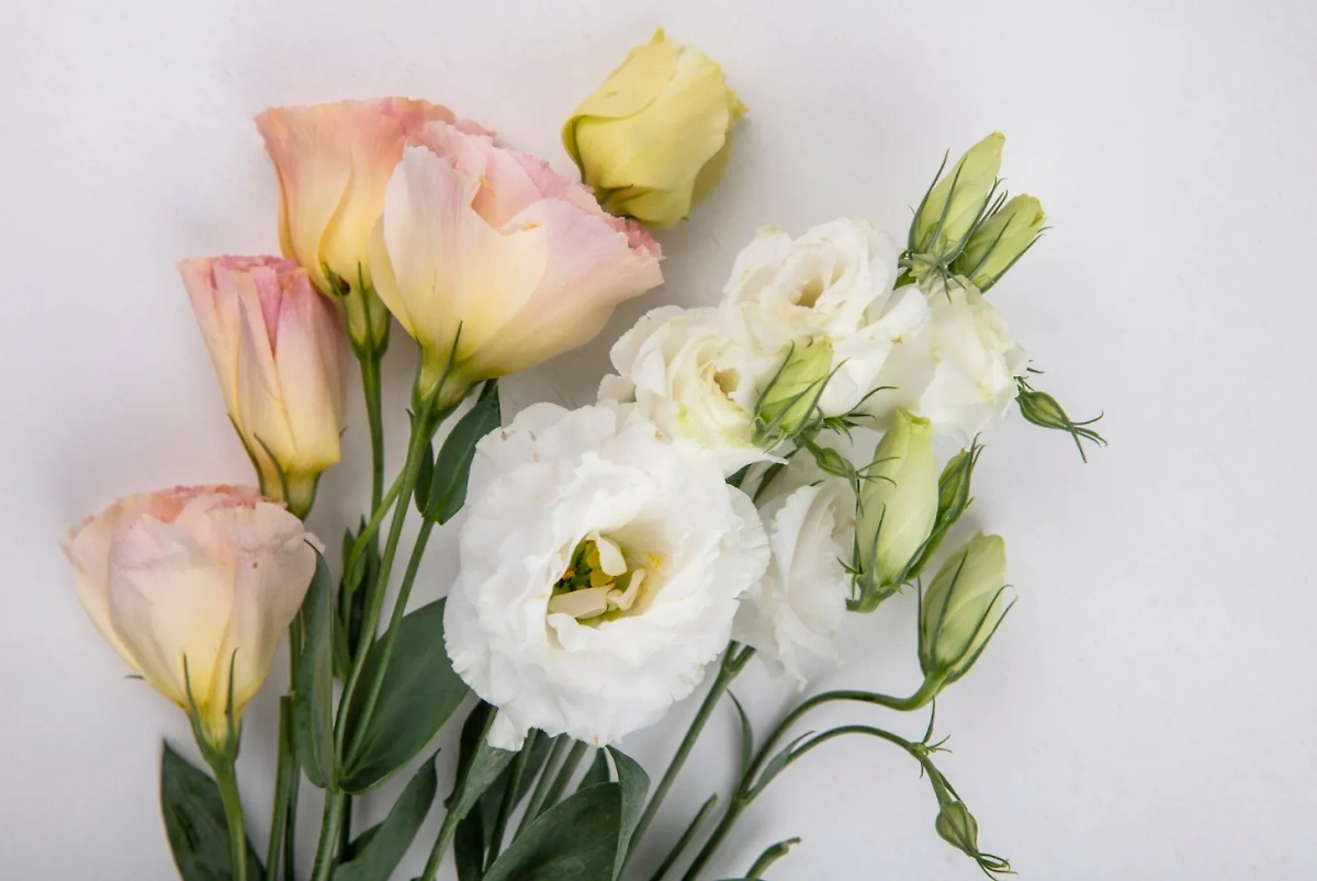 Красивые цветы на замену скучным розам: эустома. Фото © Freepik / Stockking
