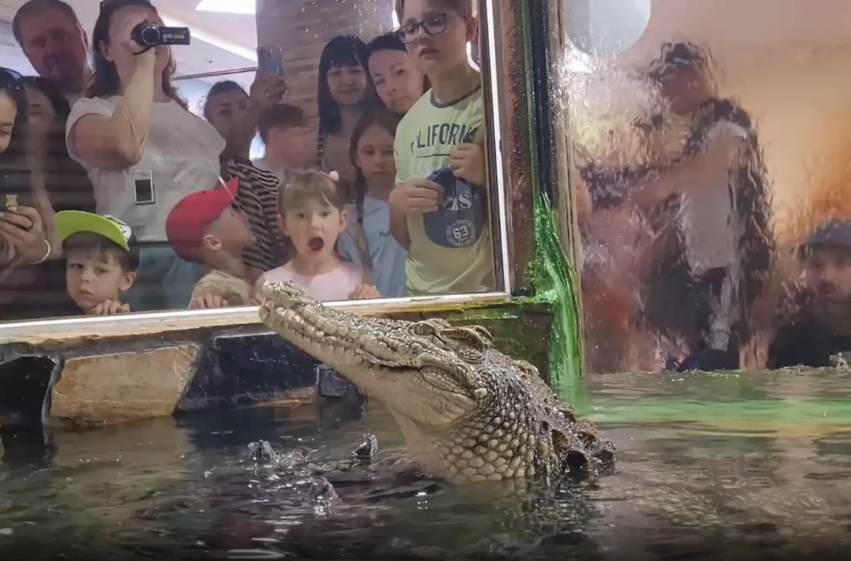 День крокодила в зоопарке. Видео © Telegram / Ленинградский зоопарк
