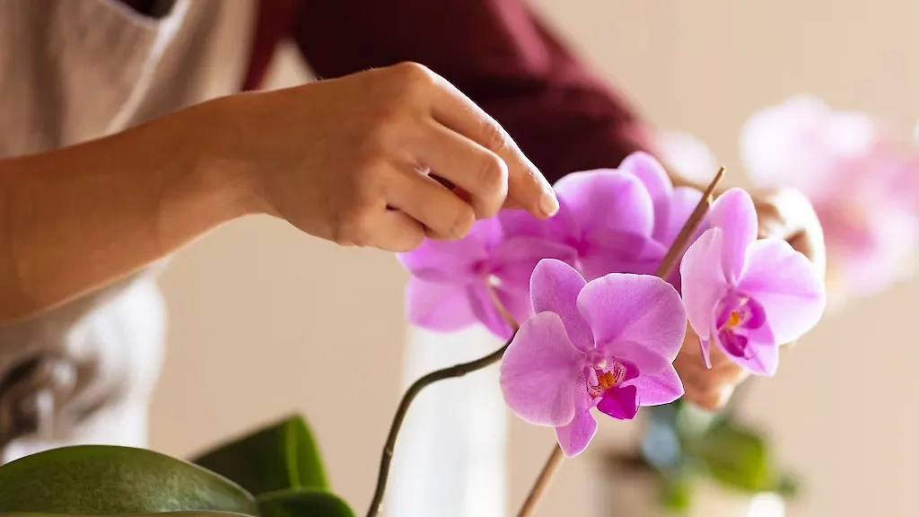 Почему орхидеи — приятный подарок любимой женщине? Фото © Freepik 
