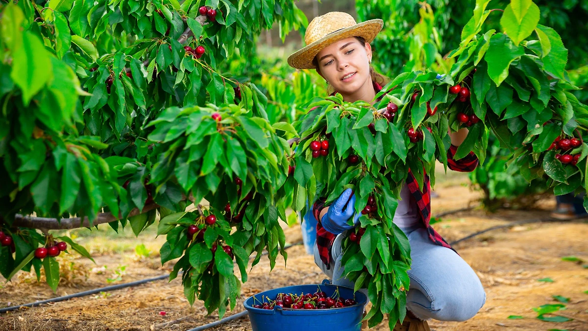 Как посадить и вырастить богатый урожай черешни. Обложка © Shutterstock / FOTODOM / BearFotos
