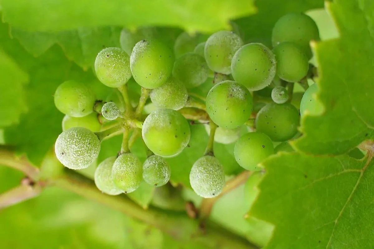 Мучнистая роса на плодах винограда. Обложка © Wikipedia / Maccheek
