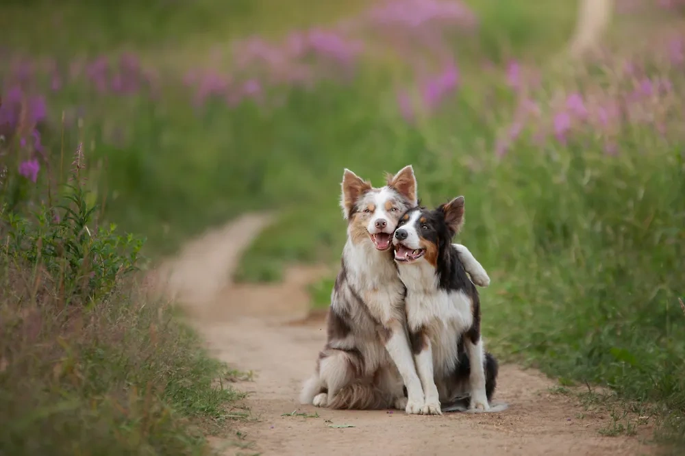 Породы умных собак: предки бордер-колли работали на пастбищах. Фото © Shutterstock / FOTODOM / dezy