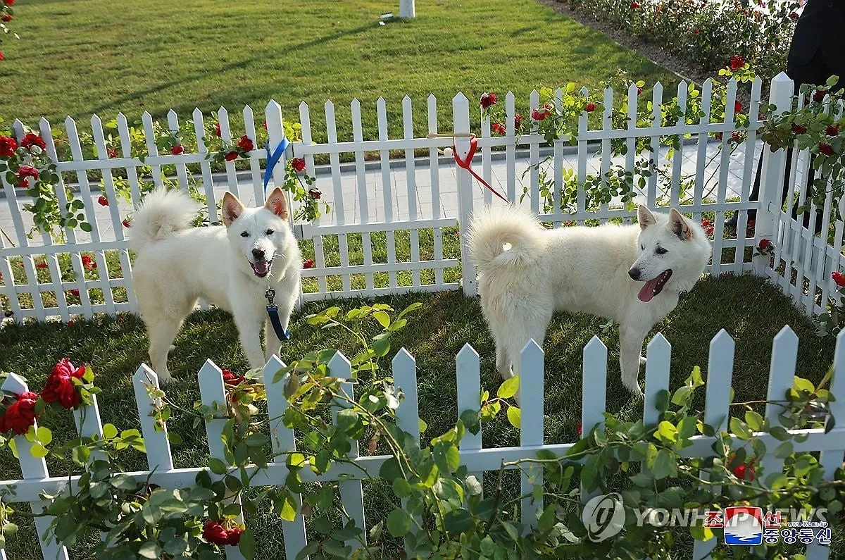 Ким Чен Ын подарил Путину двух охотничьих собак породы пхунсан. Обложка © Yonhap News