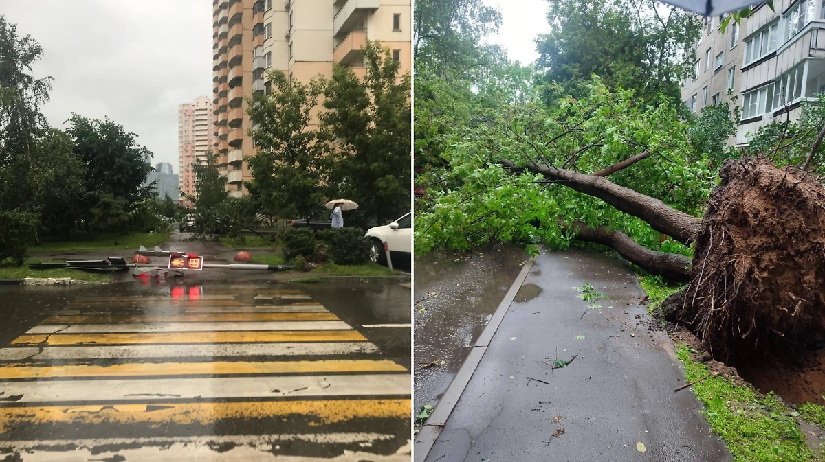 Последствия урагана "Эдгар" в Москве. Обложка © Telegram / Москвик • Новости Москвы