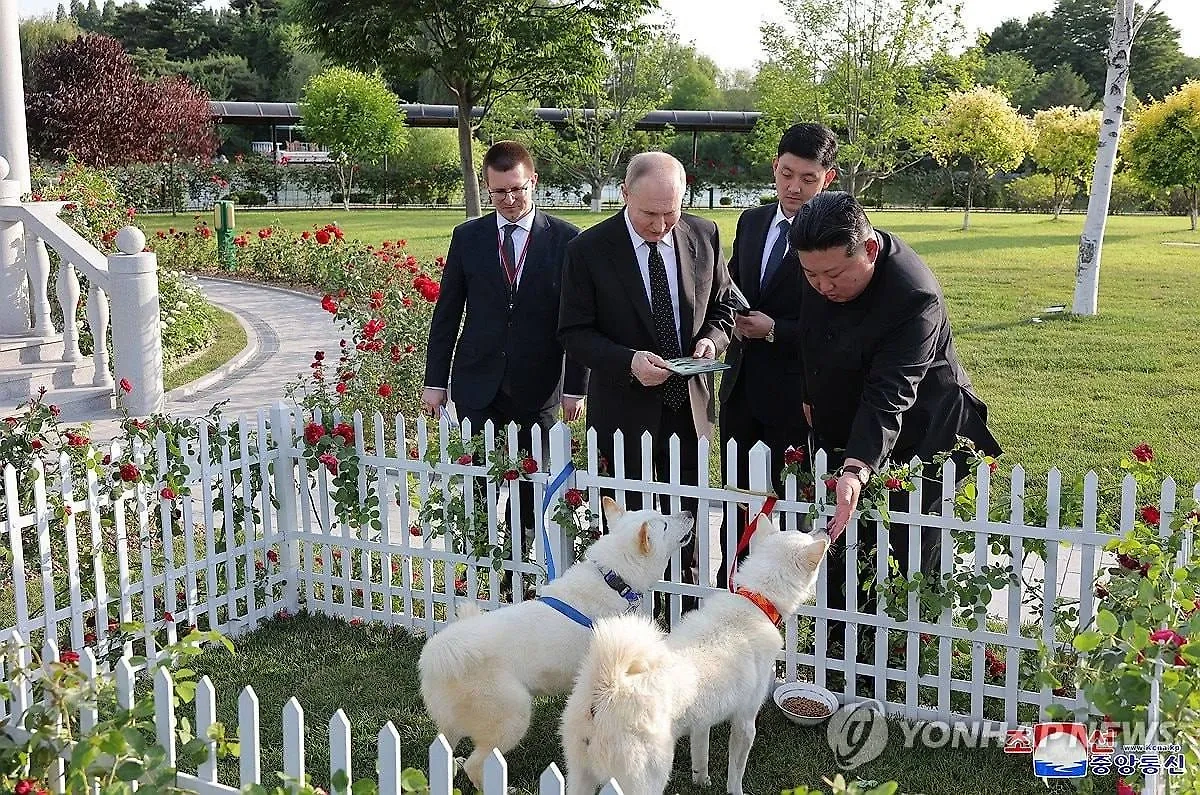  Ким Чен Ын подарил Путину двух охотничьих собак породы пхунсан. Обложка © Yonhap News