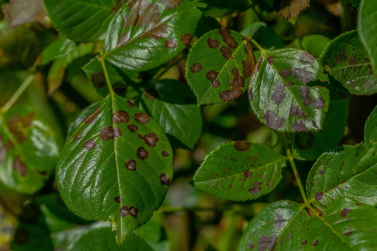 Коричневые или серые пятна на поверхности листьев являются признаками грибкового или бактериального поражения. Фото © Shutterstock / FOTODOM / foto_molka