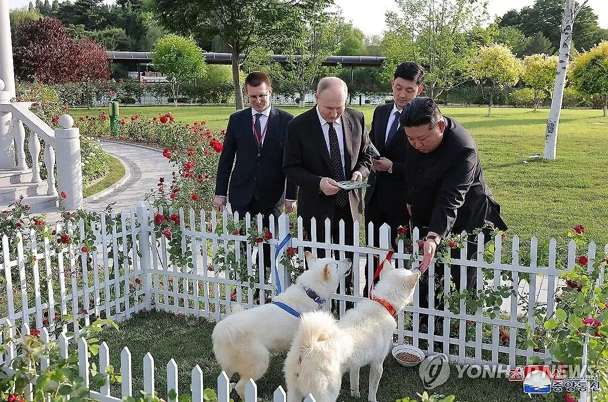 Ким Чен Ын подарил Путину двух охотничьих собак породы пхунсан. Обложка © Yonhap News