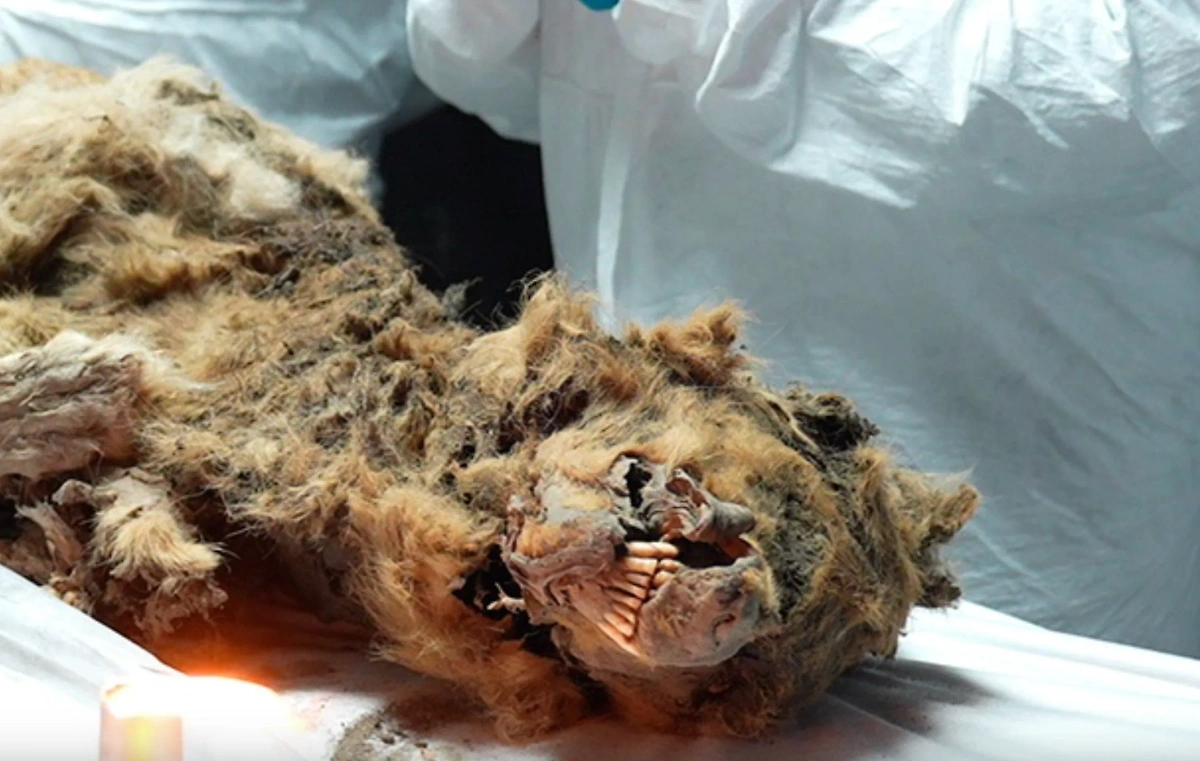 Мумия волка возрастом 44 тысячи лет, которую вскрыли учёные в Якутии. Обложка © Телеканал "Звезда"