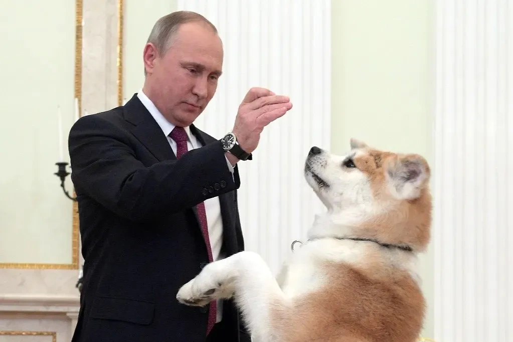 Владимиру Путину подарили очередную собаку — тут президент играет с Юмэ. Фото © ТАСС / Алексей Дружинин