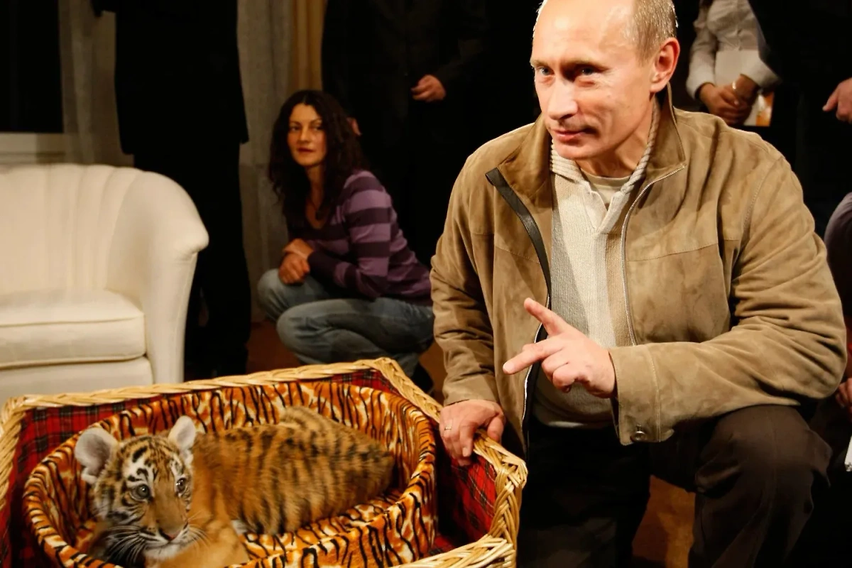 Подарили как-то президенту РФ Владимиру Путину и тигрёнка. Фото © Alexei Nikolsky / Pool / AP