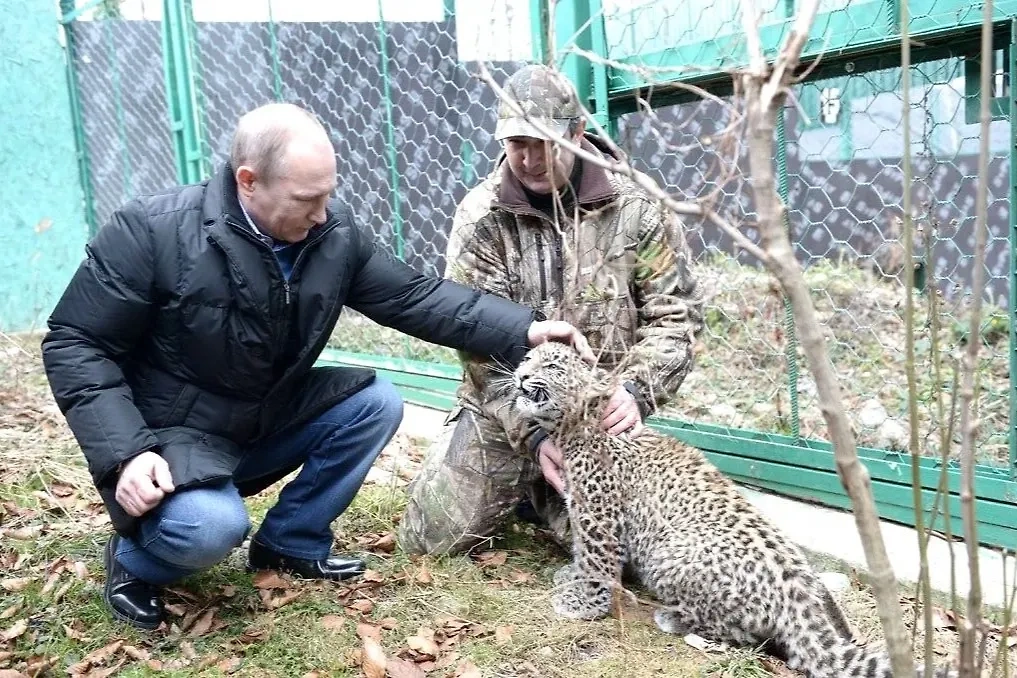 Также у президента есть личный леопард. Фото © kremlin
