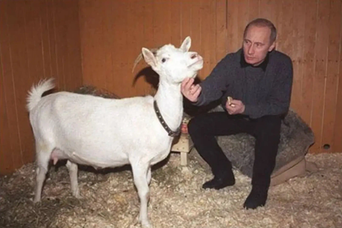 В год Белой Козы Путину подарили соответствующее животное — козу. Фото © forbes