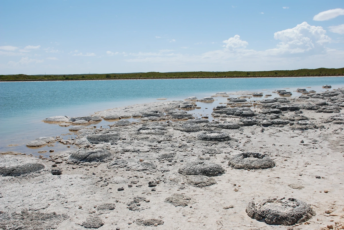 Строматолиты на берегу озера Тетис в Австралии. Фото © Wikipedia / Fvanrenterghem