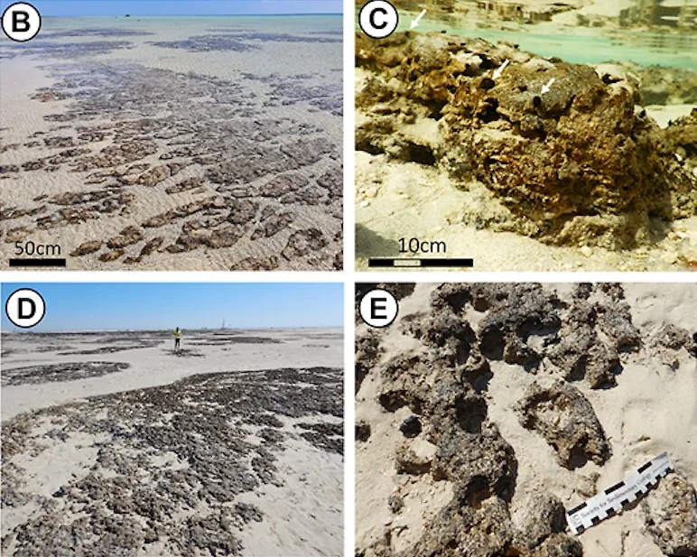 Строматолиты на острове Шейбара в Красном море. Фото © pubs.geoscienceworld.org