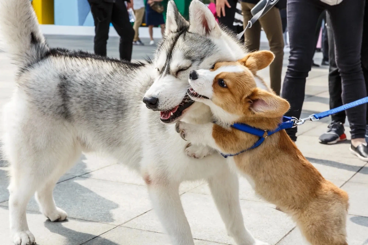 Корги: милые и грозные псы в одном флаконе. Фото © Shutterstock / FOTODOM / ABCDstock