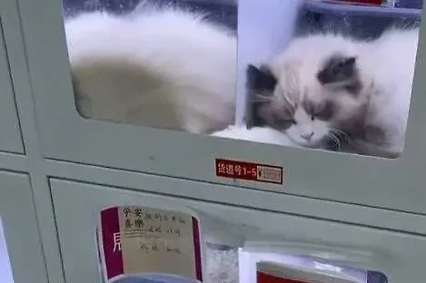 Уличный автомат по продаже кошек в Китае. Обложка © X / TopuzzoC