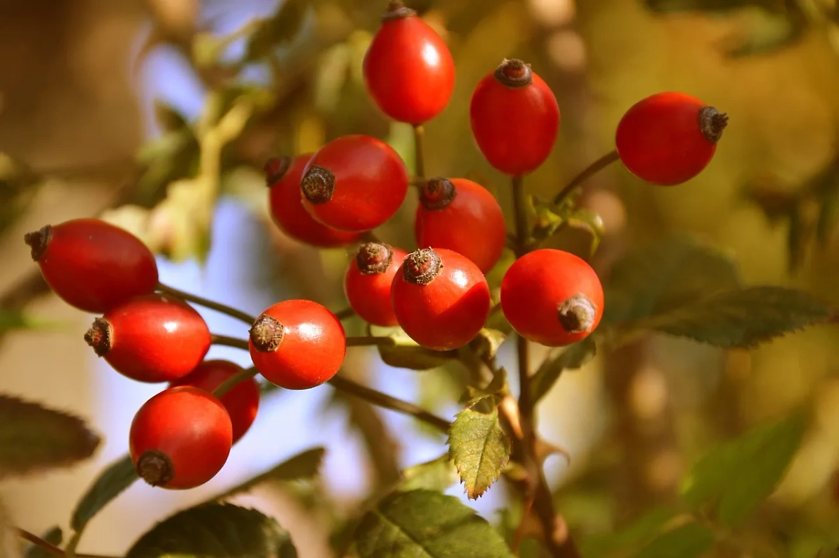 Шиповник является одним из лучших источников витамина C, заявила диетолог. Обложка © Pixabay / Peggychoucair