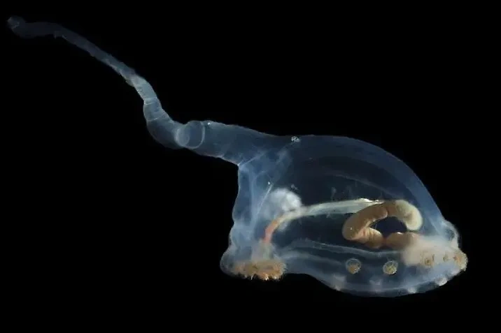 В океане учёные обнаружили существо, которому может быть 15 тысяч лет. Обложка © phys.org