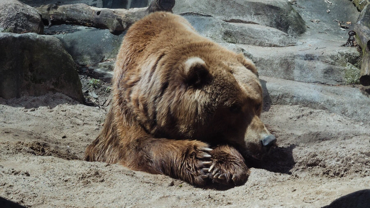 Медведь напал на жителей приморского села. Обложка © Freepik / wirestock