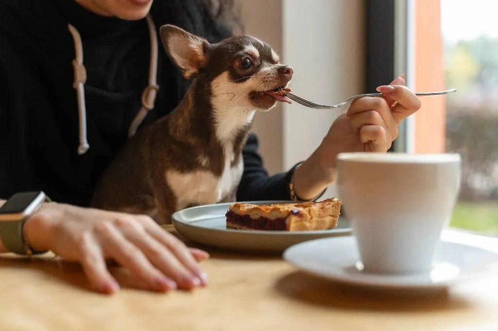 Собака наслаждается пирогом в кафе. Обложка © Freepik