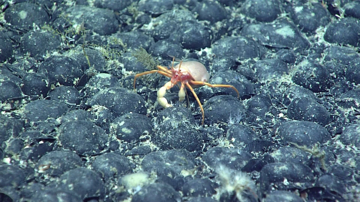 Железомарганцевые конкреции в Атлантическом океане. Фото © Oceanexplorer.noaa.gov 