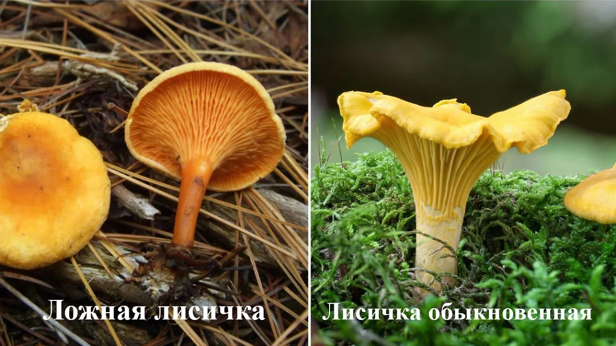 Как отличить ложную лисичку от лисички обыкновенной. Фото © Wikipedia / Bubulcus, © Shutterstock / FOTODOM / Jaroslav Machacek