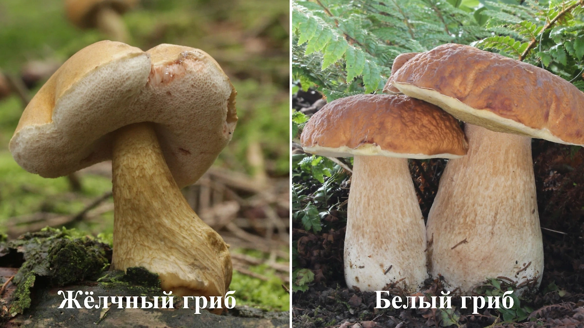 Как выглядят ядовитые и съедобные белые грибы. Фото © Wikipedia / Björn S.... Bitter Bolete, © Wikipedia / Holger Krisp