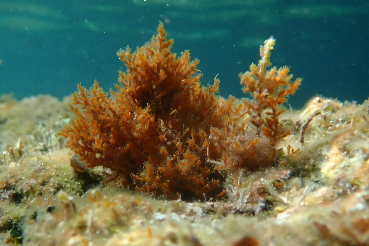 Какие водоросли в Чёрном море могут быть опасны? Фото © Shutterstock / FOTODOM / 