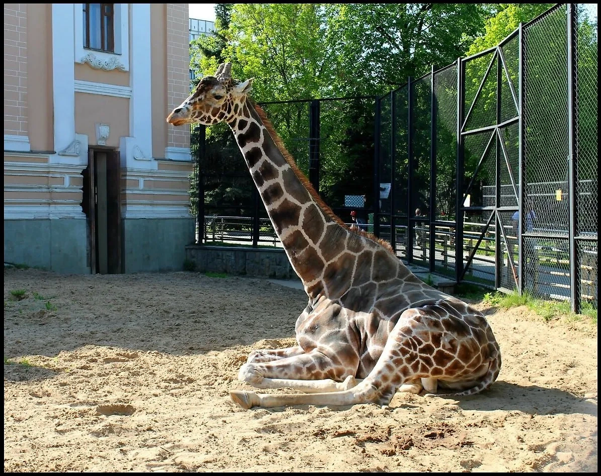 Жираф Самсон из Московского зоопарка. Обложка © Telegram / Московский зоопарк