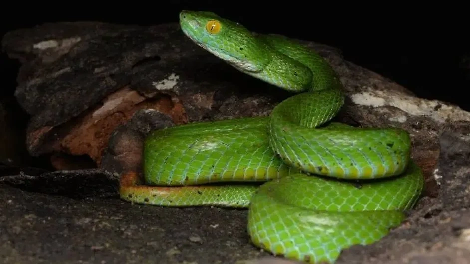 Обнаруженная российскими учёными синегубая куфия (trimeresurus cyanolabris). Обложка © Zootaxa / Sabira Idiiatullina