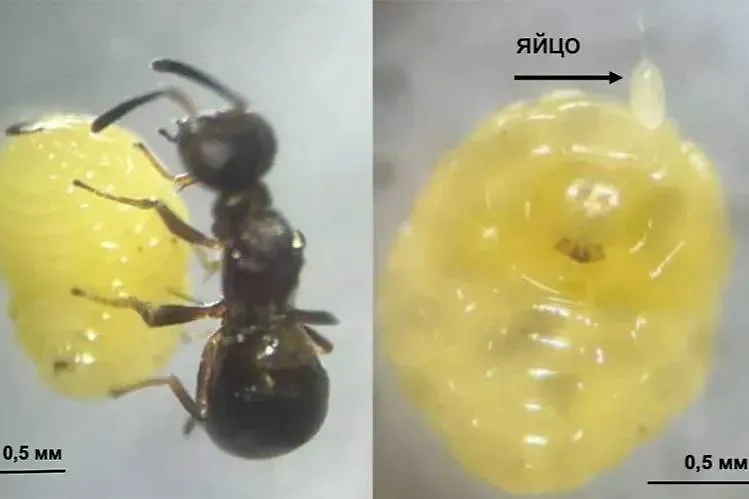 Слева: паразитоид вставляет яйцеклад внутрь личинки во время атаки. Справа: яйцо снаружи личинки хозяина. Фото © СГУ