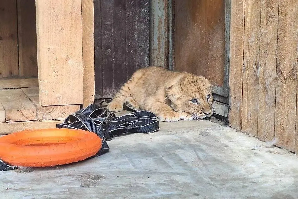 Спасённый львёнок, которому ещё не придумали имя. Фото © mos.ru