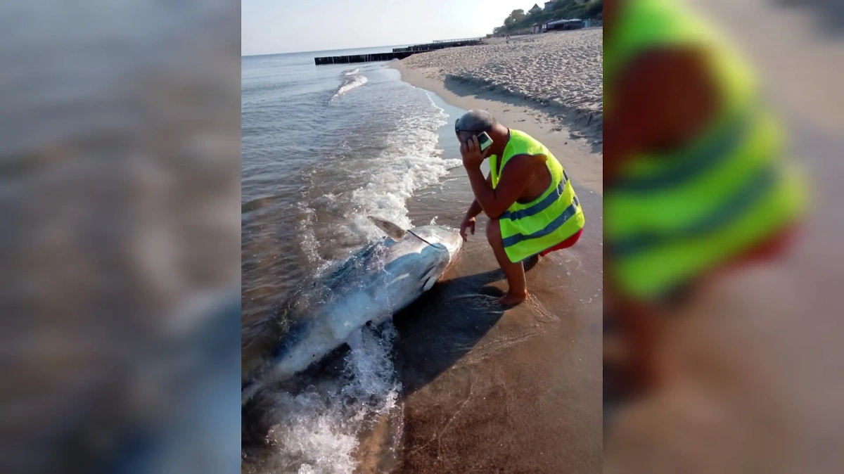 Спасатель и тунец весом более 300 кг в Калининградской области. Фото © VK / Сергей Кошевой